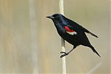 Tricolored Blackbirdborder=